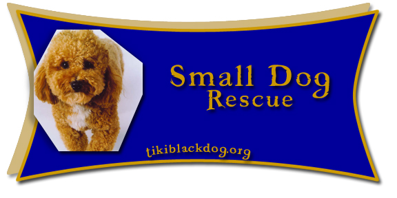 Small Dog Rescue
