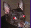 Choco Puddin