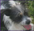 Odie