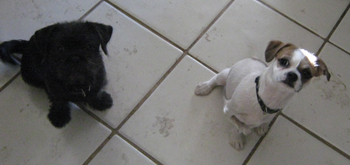 Petey and  Spirit
