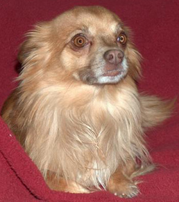 Gismo