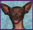Quincey