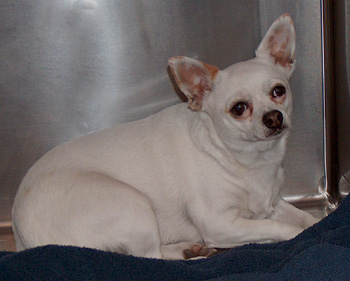 Pretty White Chihuahua
